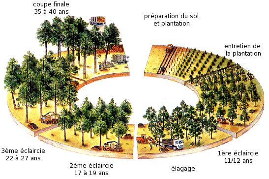 Schéma du cycle d'exploitation du pin des Landes